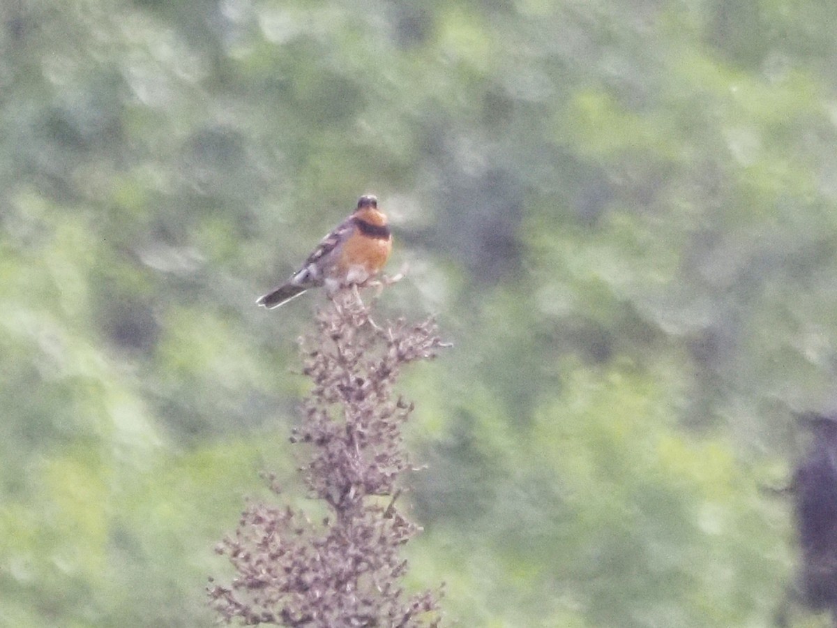 Varied Thrush - ML621553569