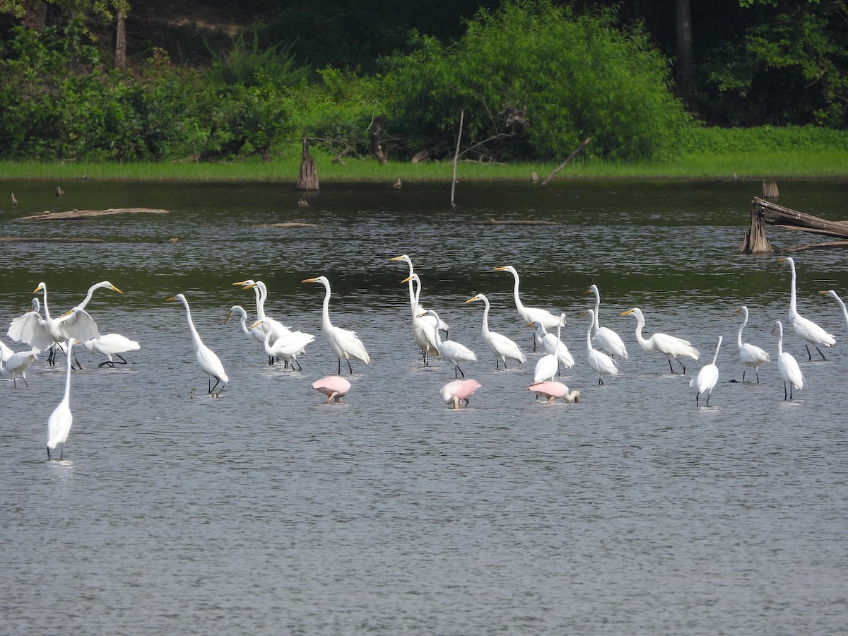 Great Egret - ML621553602