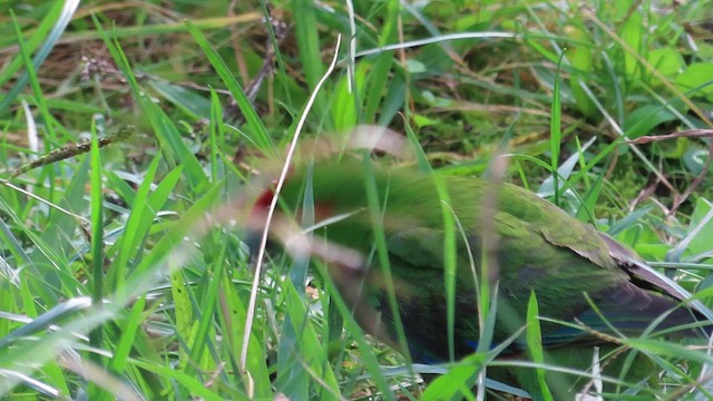 Red-crowned Parakeet - ML621553608