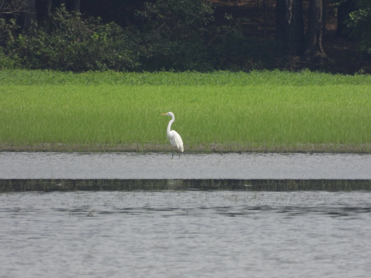 Great Egret - ML621553619