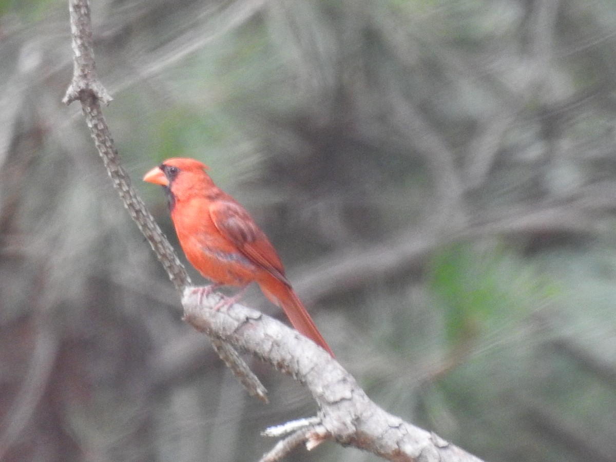 Northern Cardinal - ML621553647