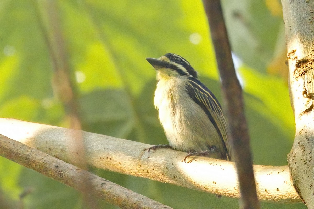 Yellow-throated Tinkerbird - David Jacobs