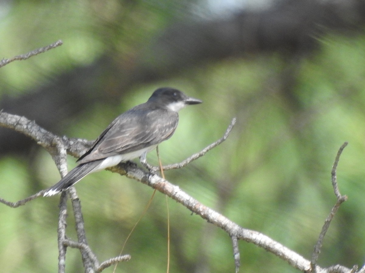 Eastern Kingbird - ML621553676