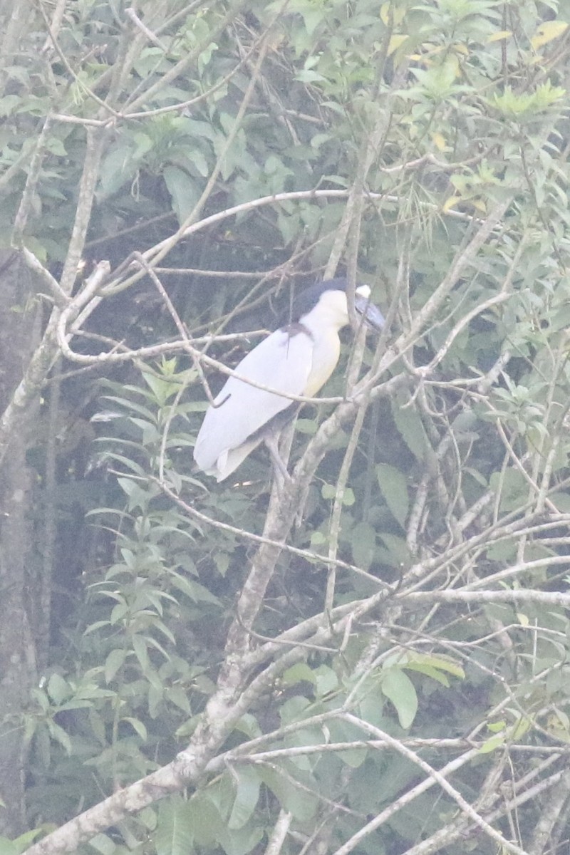 Boat-billed Heron - ML621553682