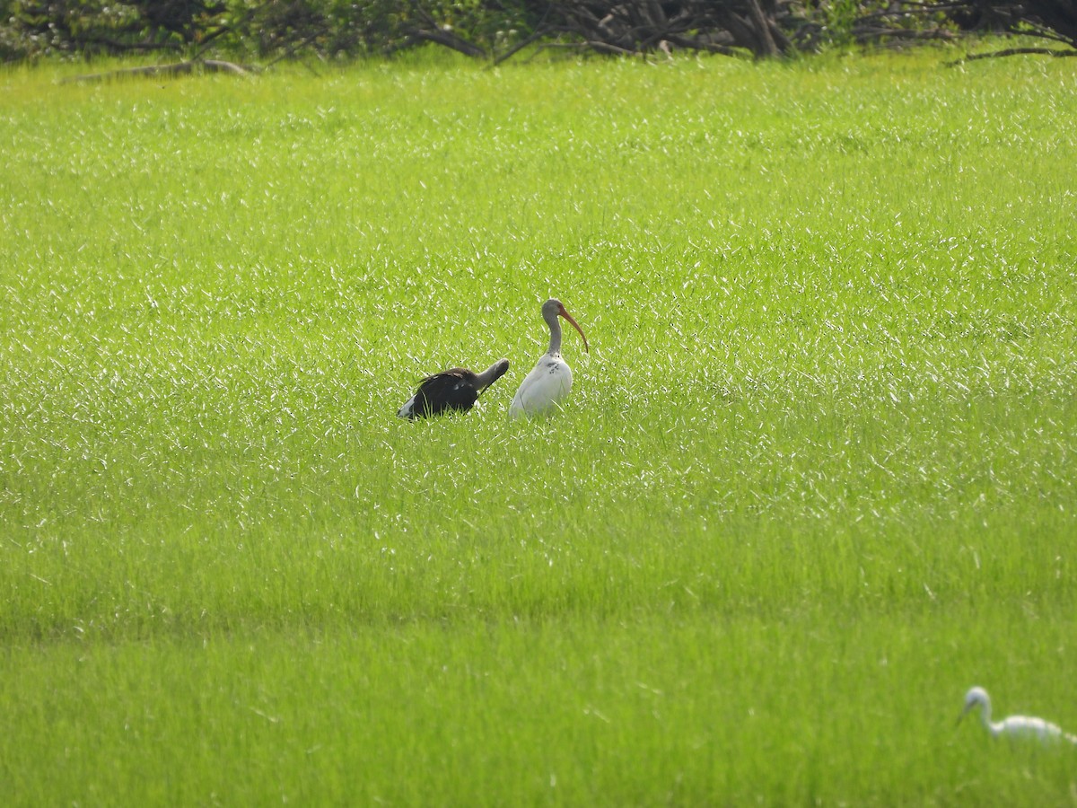 White Ibis - ML621553685