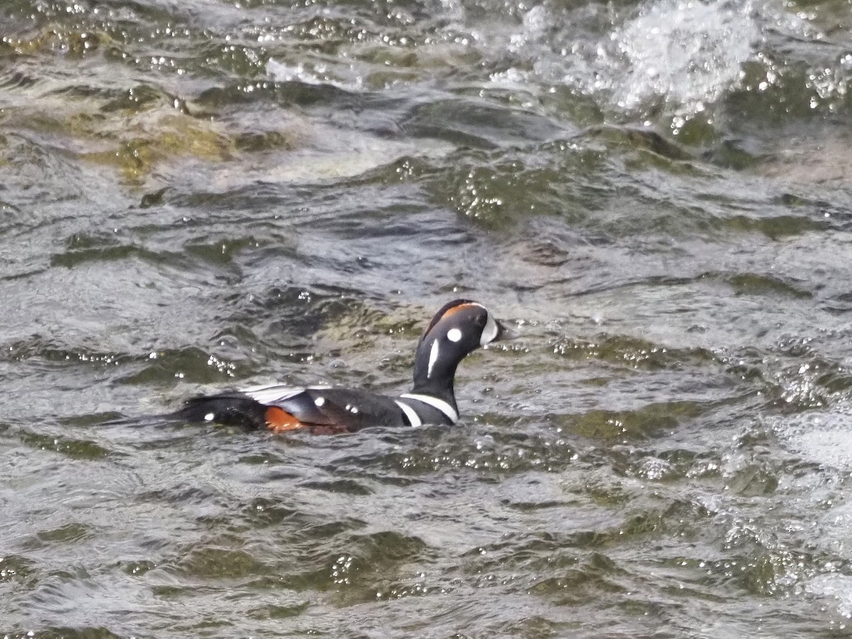 Harlequin Duck - ML621553691