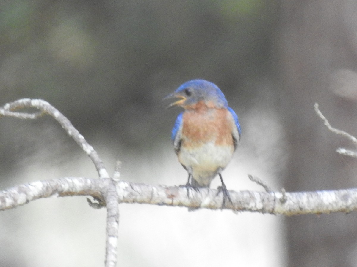 Eastern Bluebird - ML621553692