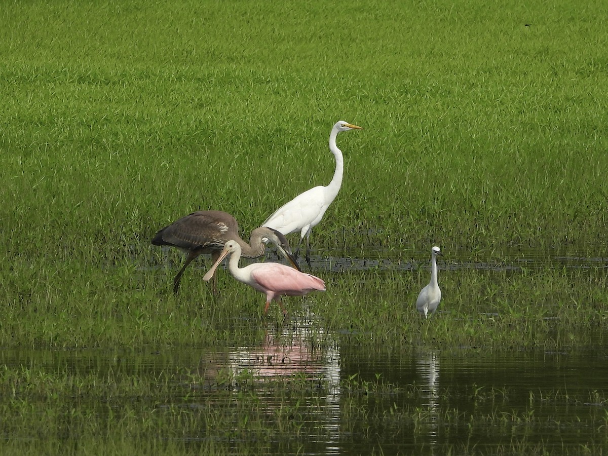 Roseate Spoonbill - ML621553737