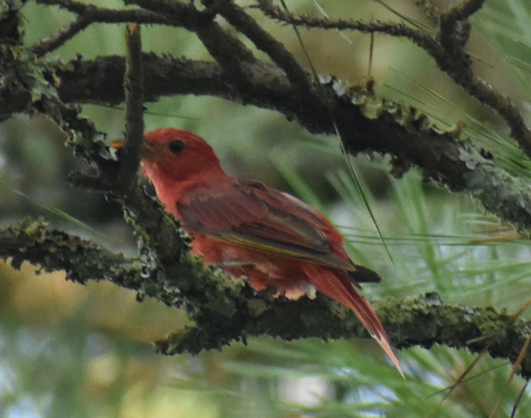 Summer Tanager - ML621553811