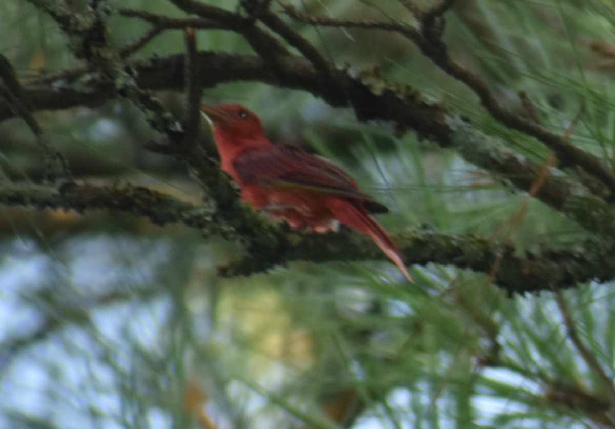 Summer Tanager - ML621553812