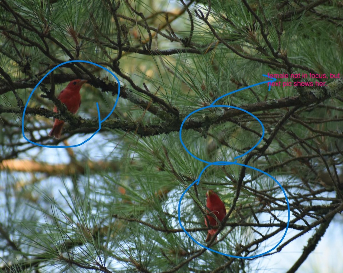 Summer Tanager - ML621553813