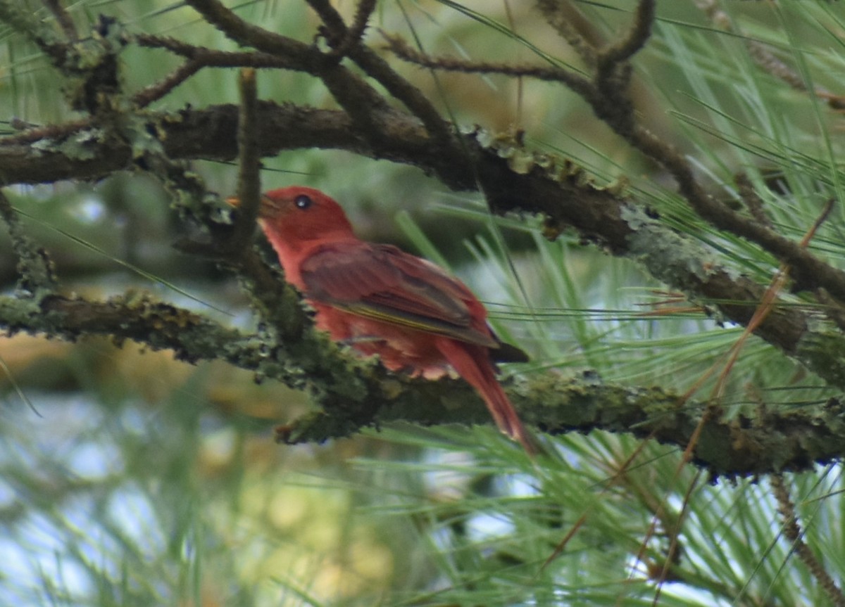 Summer Tanager - ML621553814