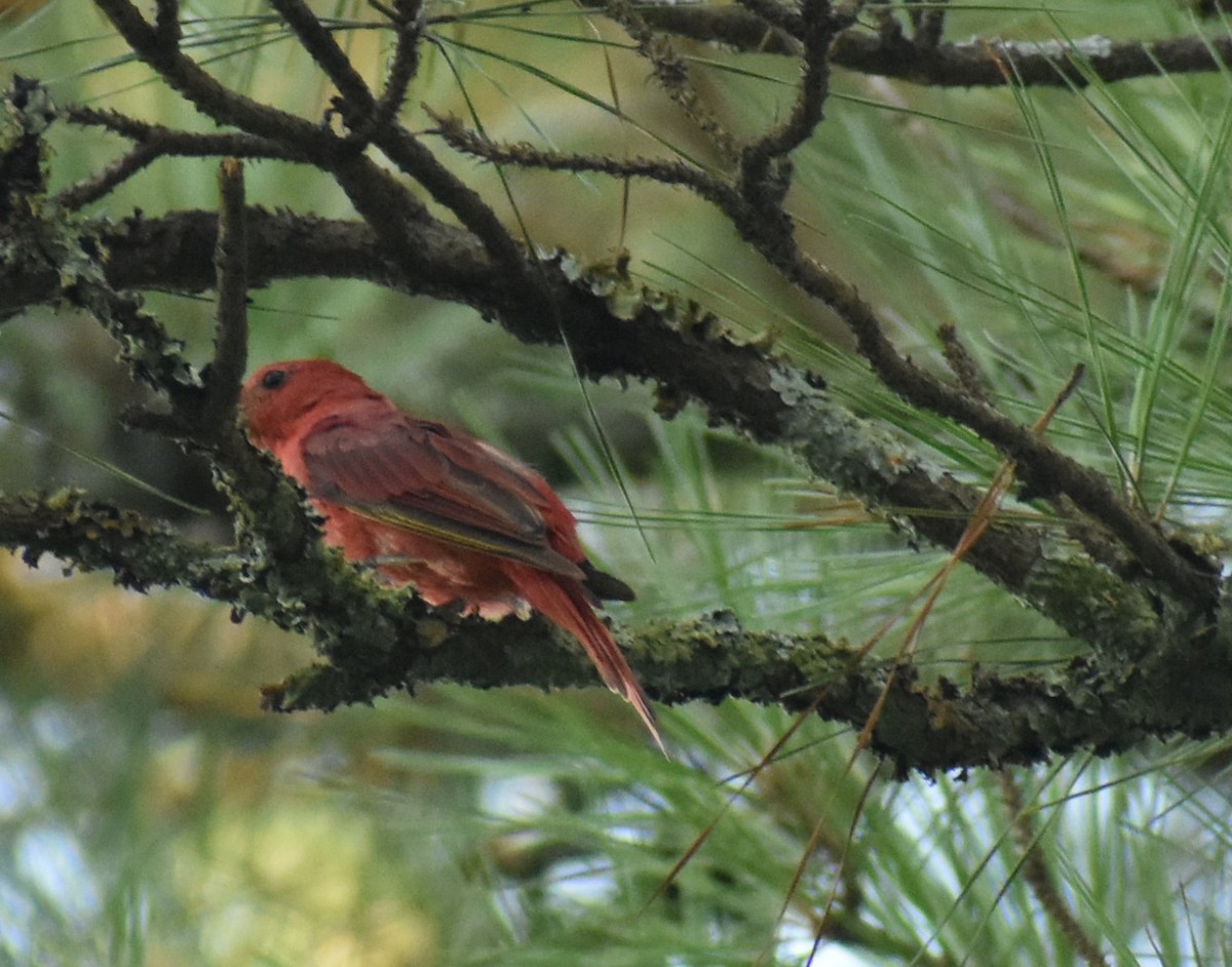 Summer Tanager - ML621553815