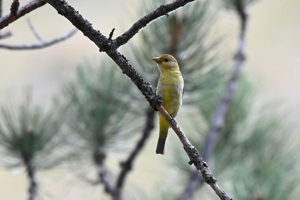 Western Tanager - ML621553817