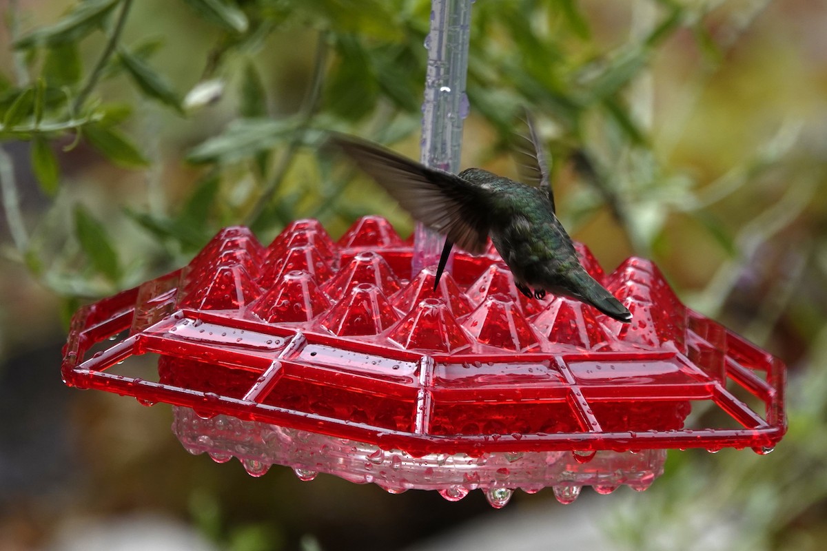 Ruby-throated Hummingbird - ML621553818