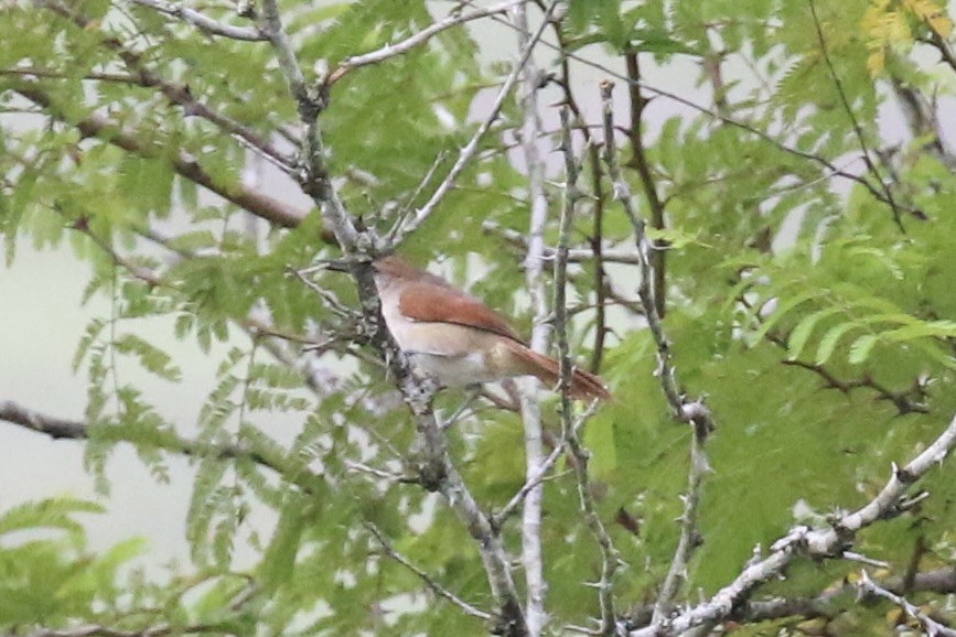 Yellow-chinned Spinetail - ML621553824