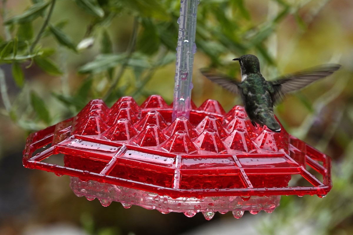 Ruby-throated Hummingbird - ML621553833