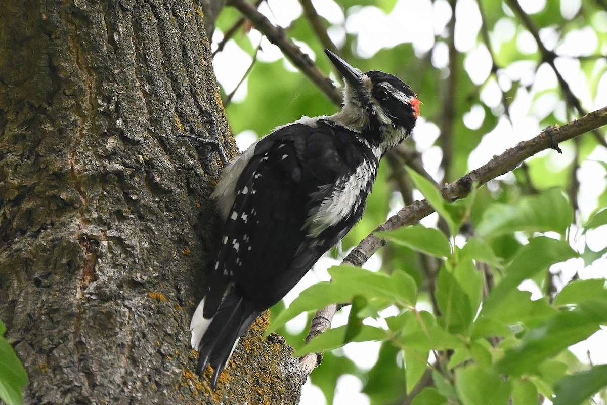 Hairy Woodpecker (Rocky Mts.) - ML621553839