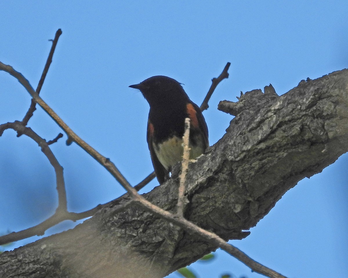 American Redstart - ML621553864