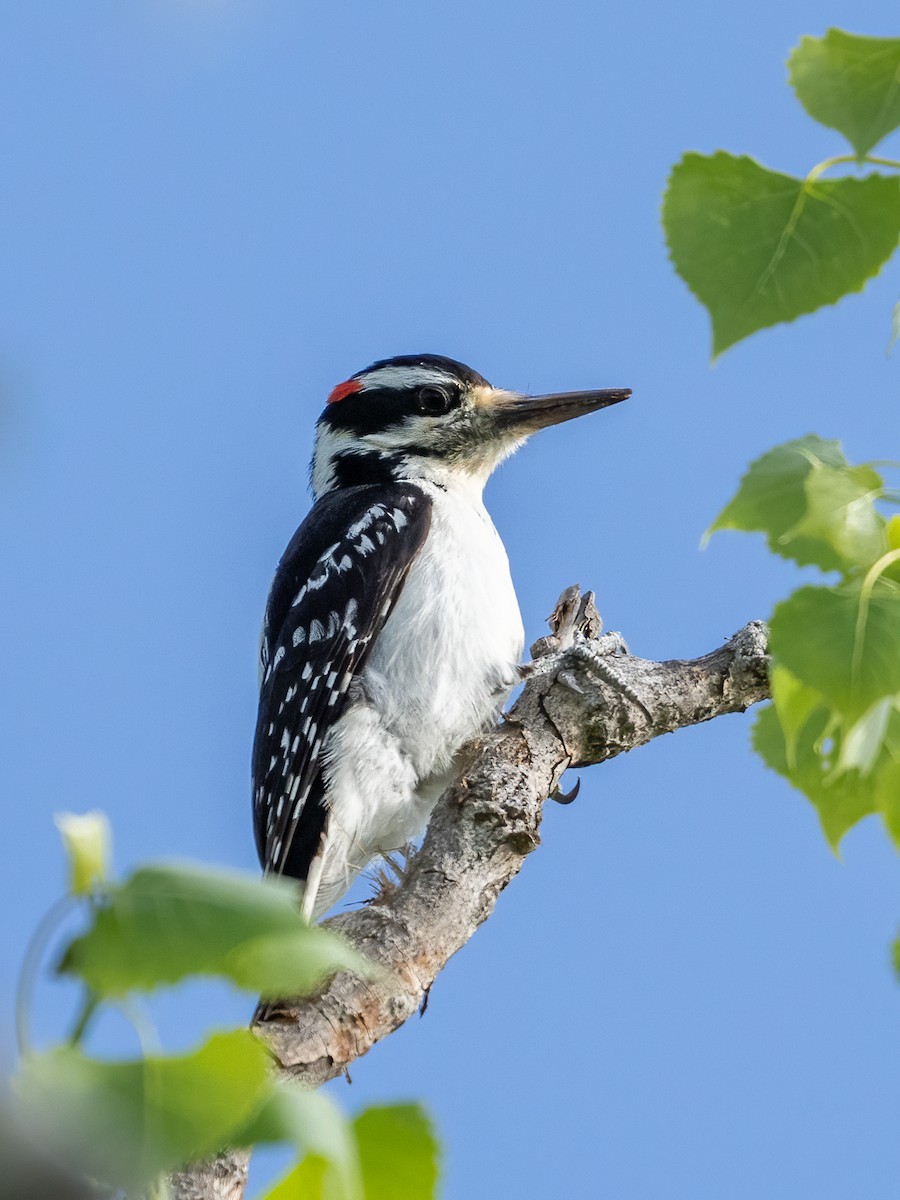Hairy Woodpecker (Eastern) - ML621553919