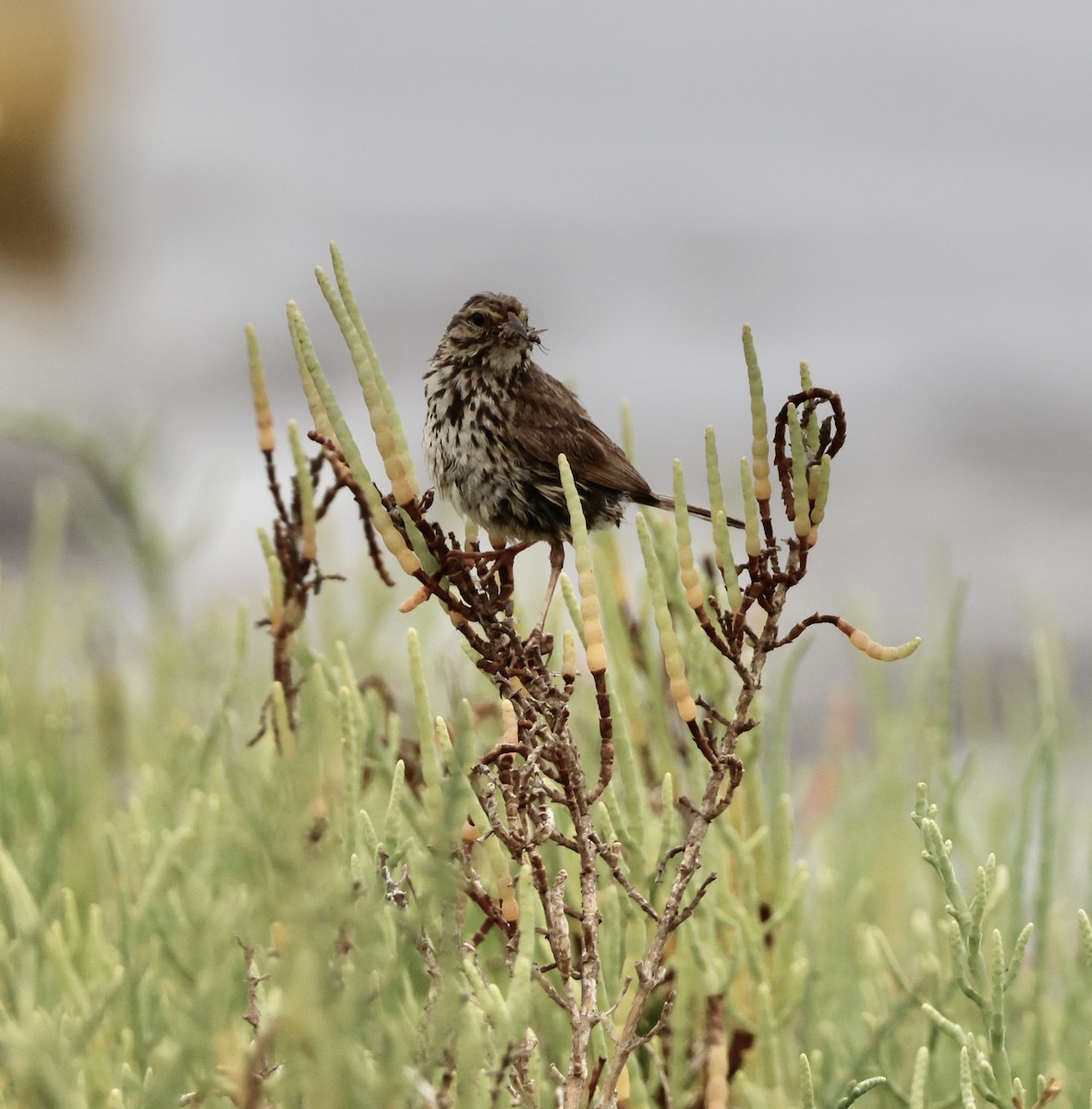 Savannah Sparrow (Belding's) - ML621553922