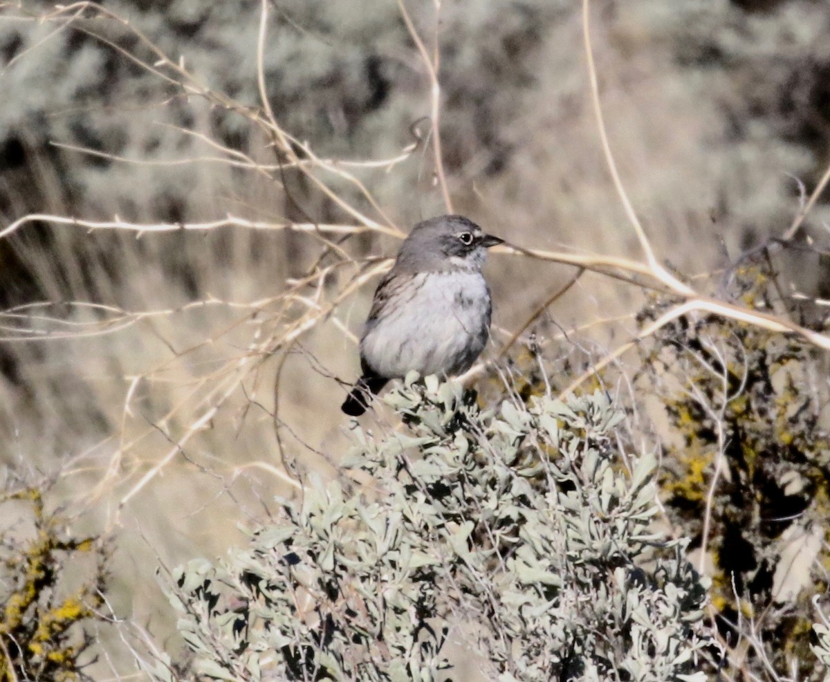 Sagebrush Sparrow - ML621553955