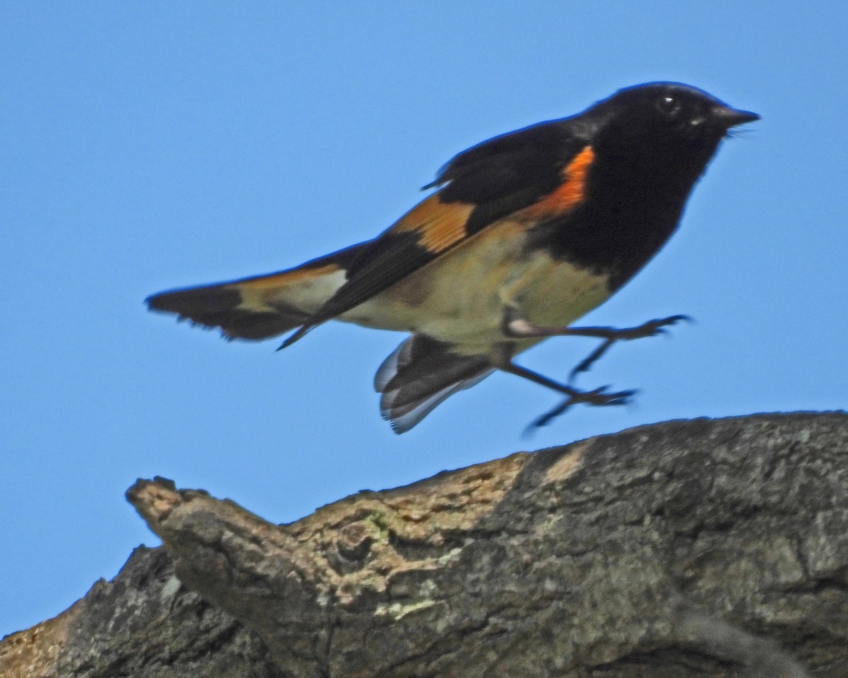 American Redstart - ML621553974