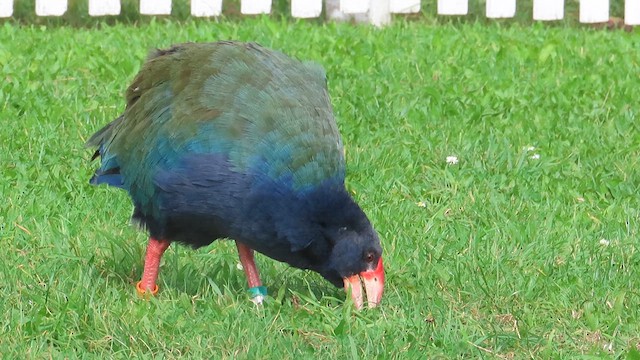 South Island Takahe - ML621554000