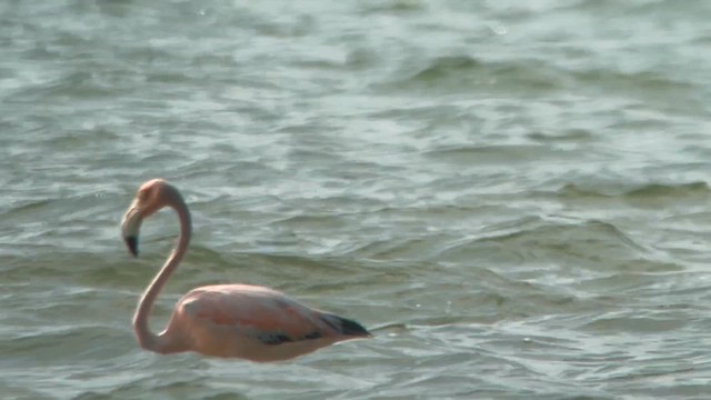 American Flamingo - ML621554051
