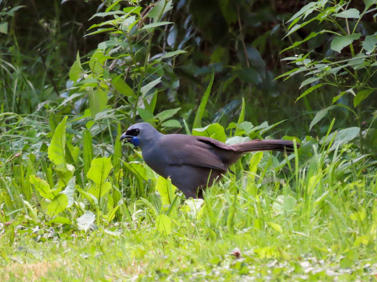 North Island Kokako - ML621554061