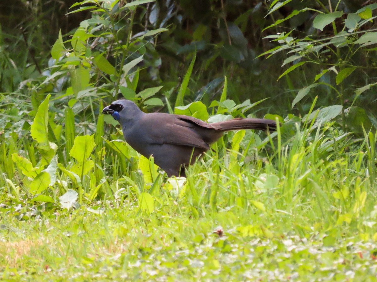 North Island Kokako - ML621554062