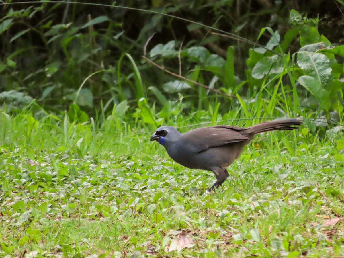 North Island Kokako - Maria del Castillo