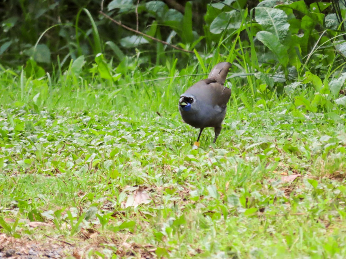 North Island Kokako - Maria del Castillo