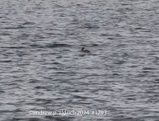 Common Loon - ML621554088