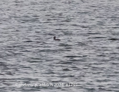 Common Loon - ML621554089