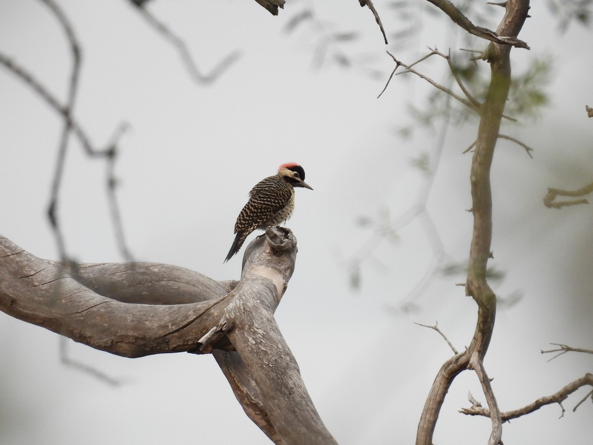 Green-barred Woodpecker - ML621554106