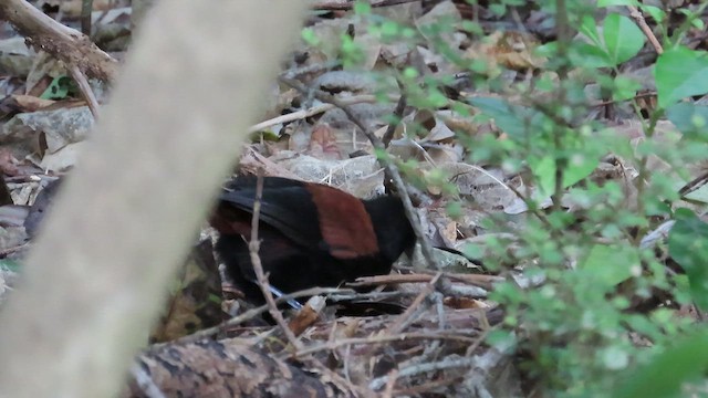 North Island Saddleback - ML621554112