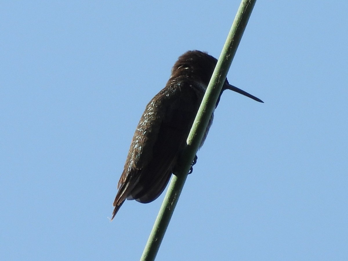 Black-chinned Hummingbird - ML621554165