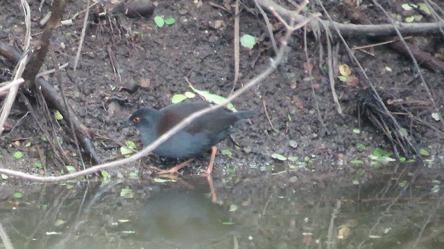 Spotless Crake - ML621554243