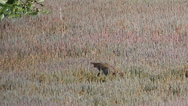 Buff-banded Rail - ML621554342