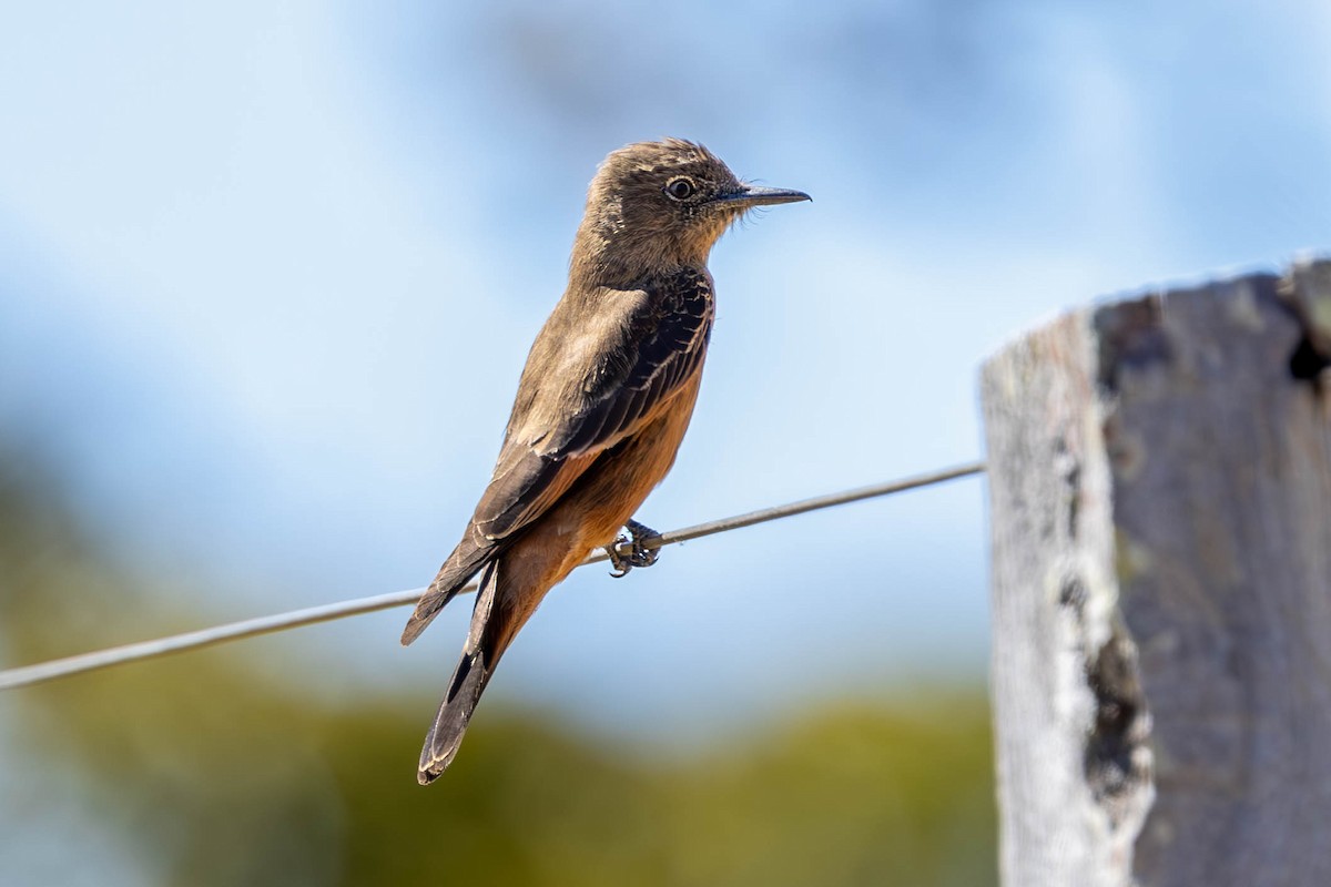 Cliff Flycatcher - ML621554371