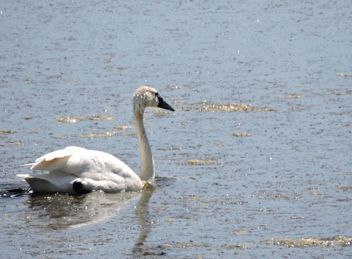 Tundra Swan - ML621554483