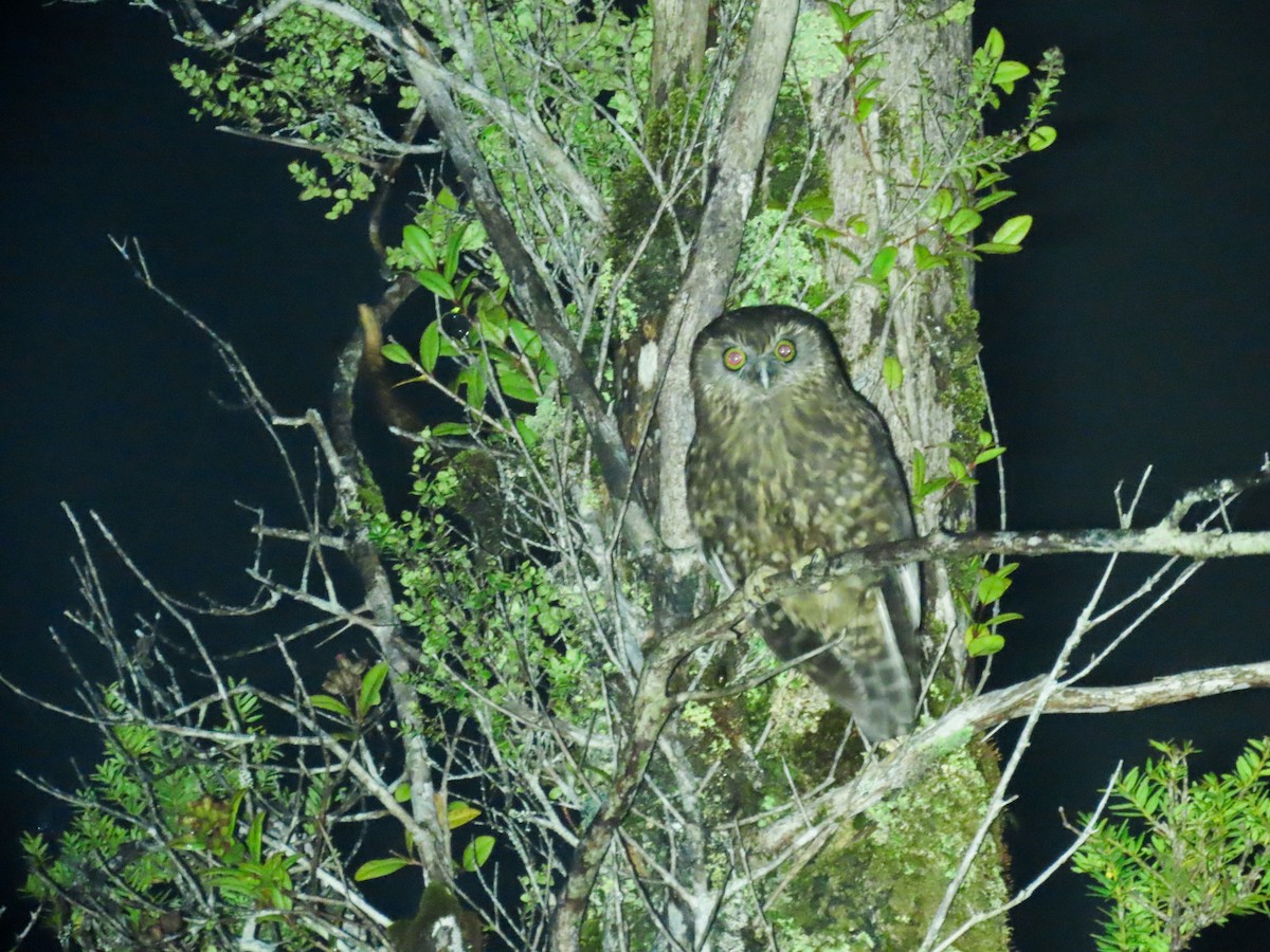 Morepork - ML621554508