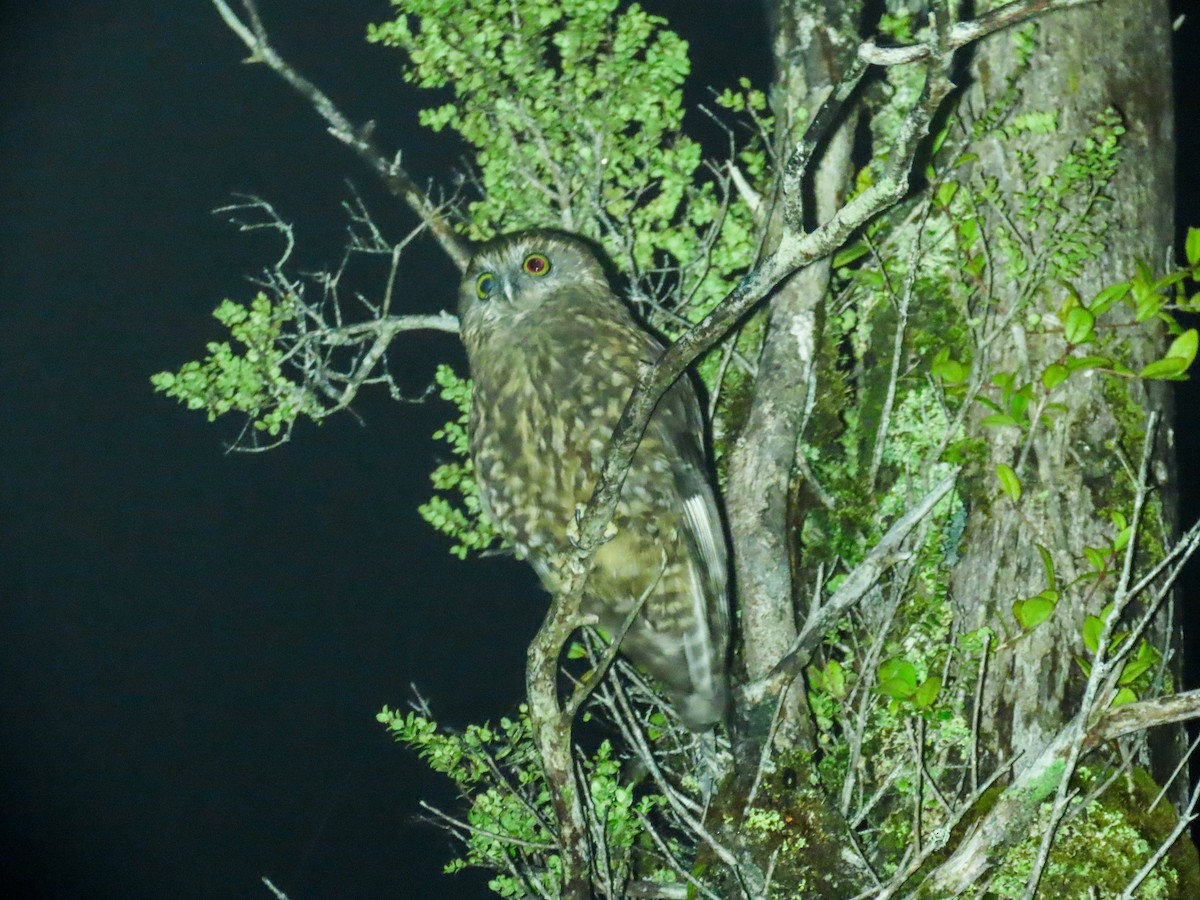 Morepork - ML621554509