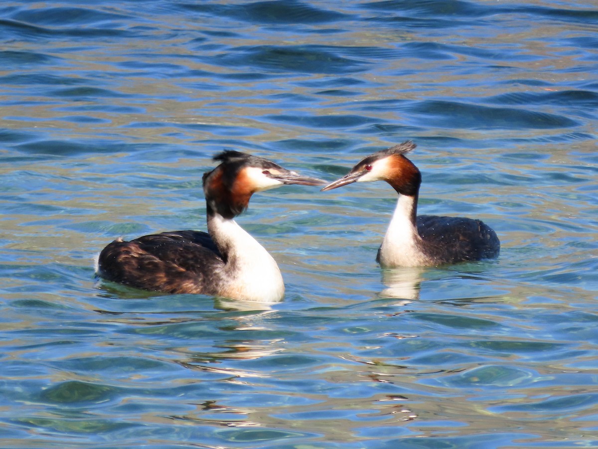 Great Crested Grebe - ML621554580