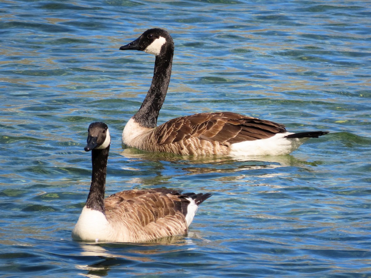 Canada Goose - ML621554595