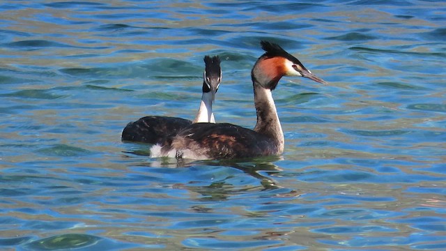 Great Crested Grebe - ML621554639