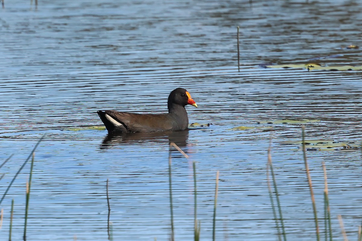 Dusky Moorhen - ML621554644