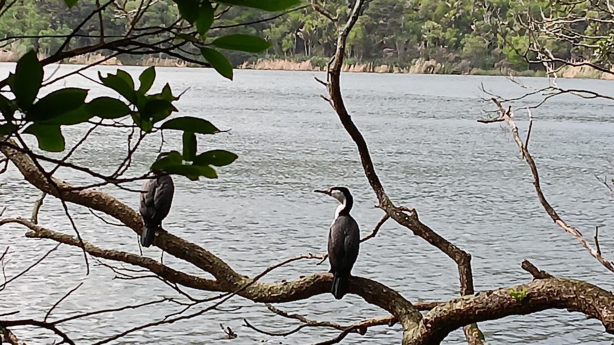 Pied Cormorant - ML621554645