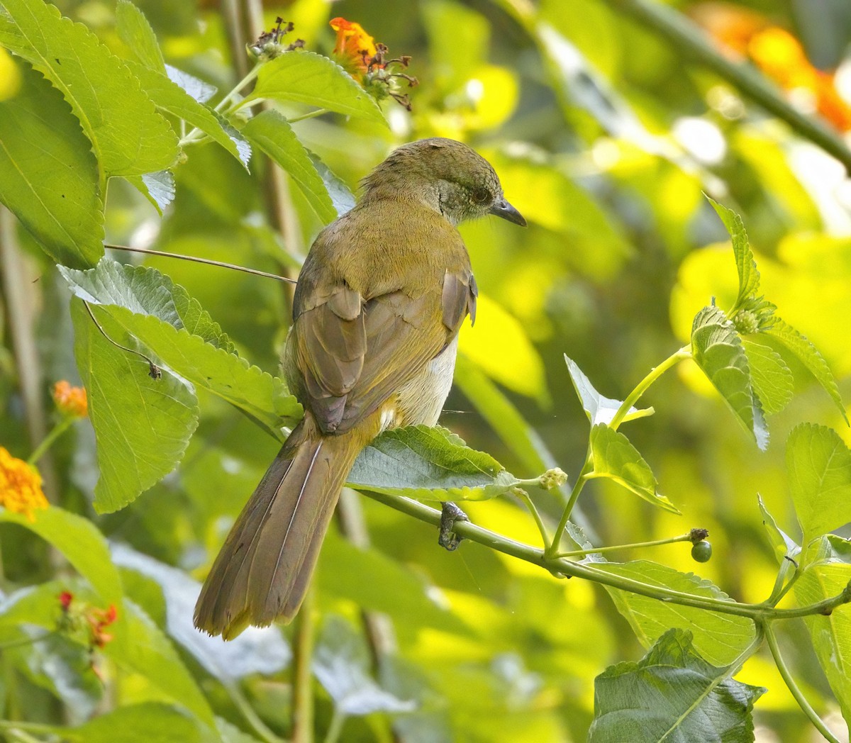 Slender-billed Greenbul - ML621554668